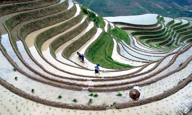 Rice-paddies-in-China